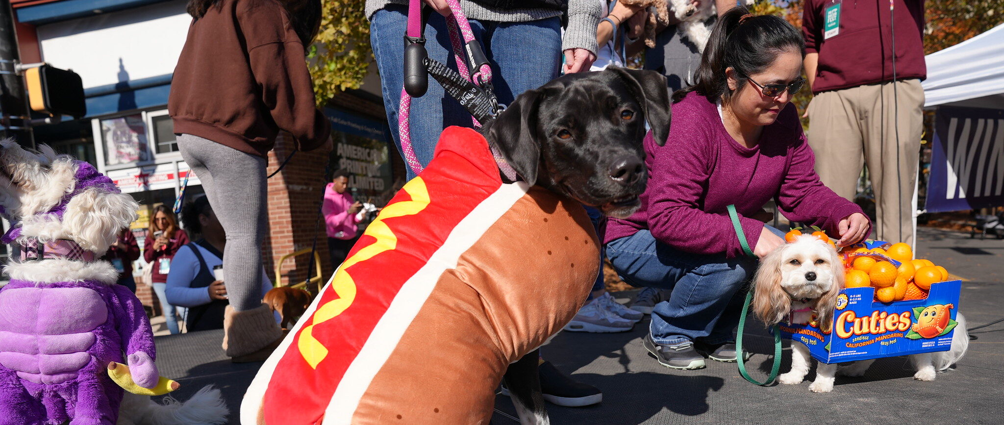Photo of Pet Costume Contest
